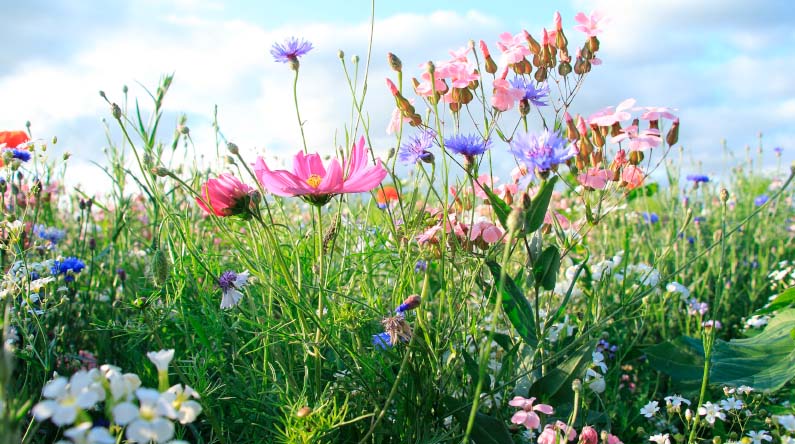 Miljøarbejde vild natur