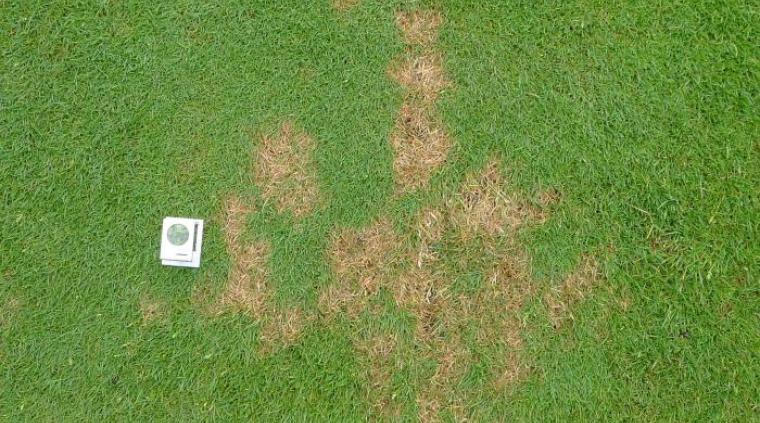 Dollarspot græs golf