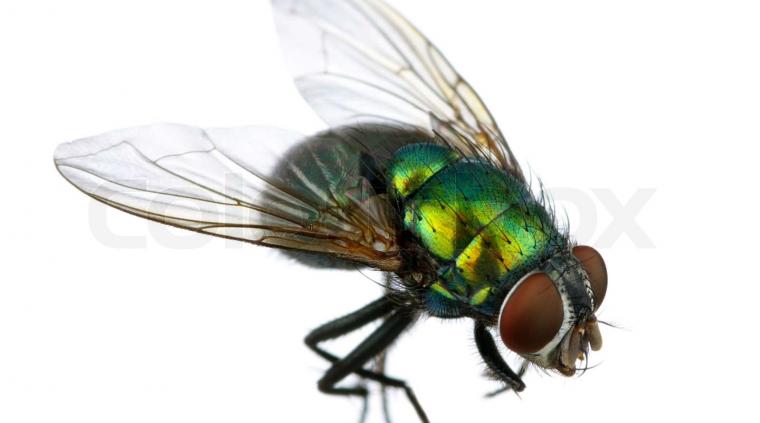 Fritfluer græs golf