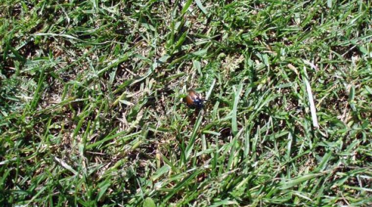 Gåsebiller græs golf