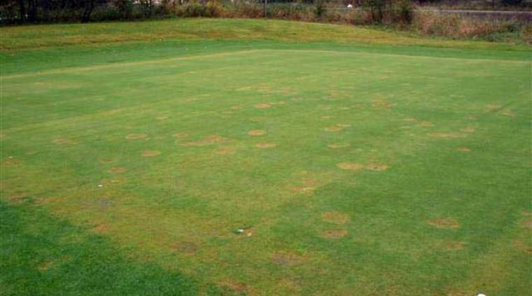 Goldfodsyge græs golf