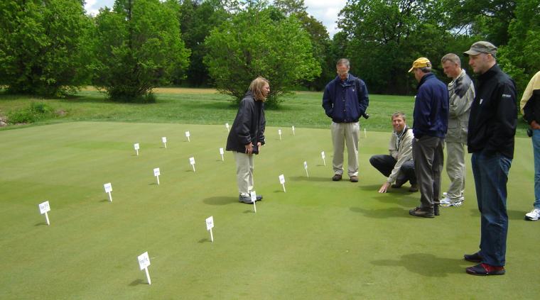 Græsarter græs golf