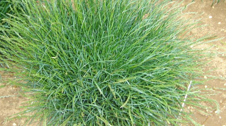 Græsfrø græs golf