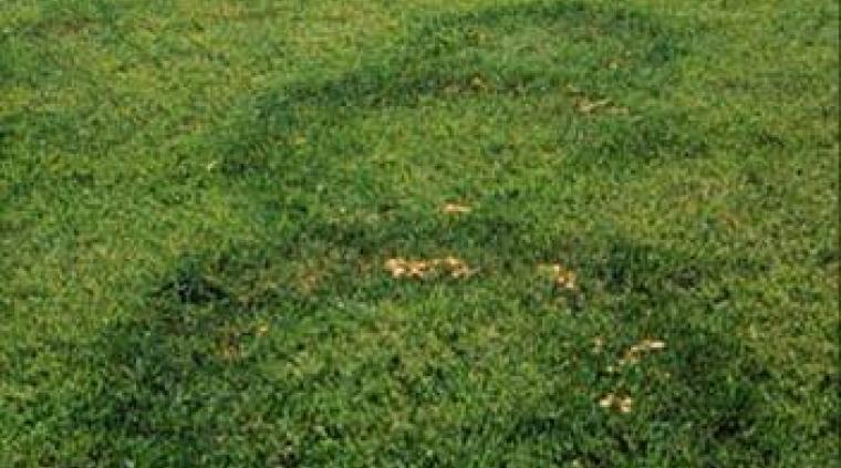 Hekseringe græs golf