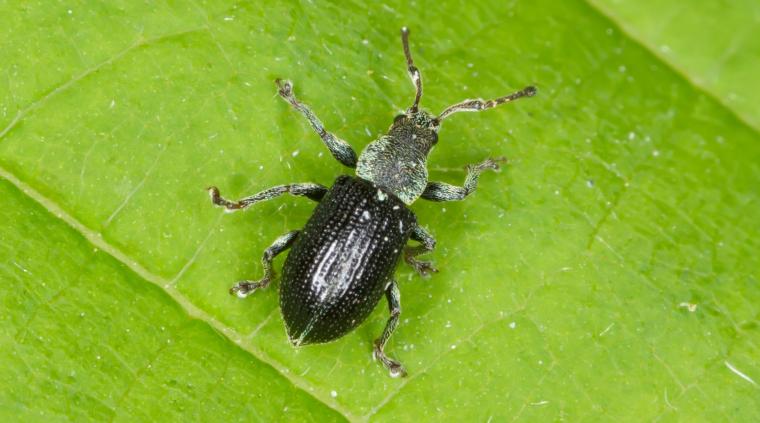 Løvsnudebille græs golf