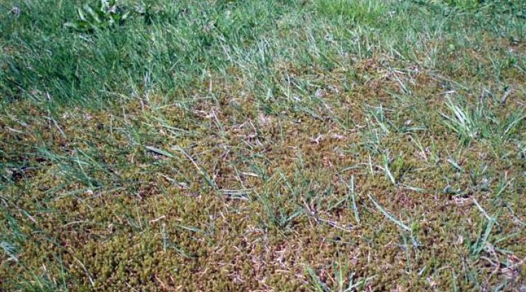 Ukrudt - Mos og alger græs golf