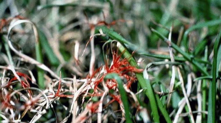 Rød tråd græs golf