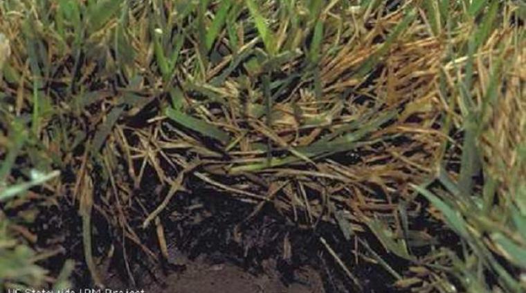 Rodfiltsvamp græs golf