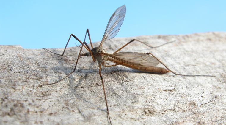 Stankelben skadevoldere græs golf