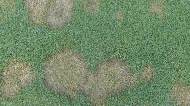 Svampesygdomme græs golf