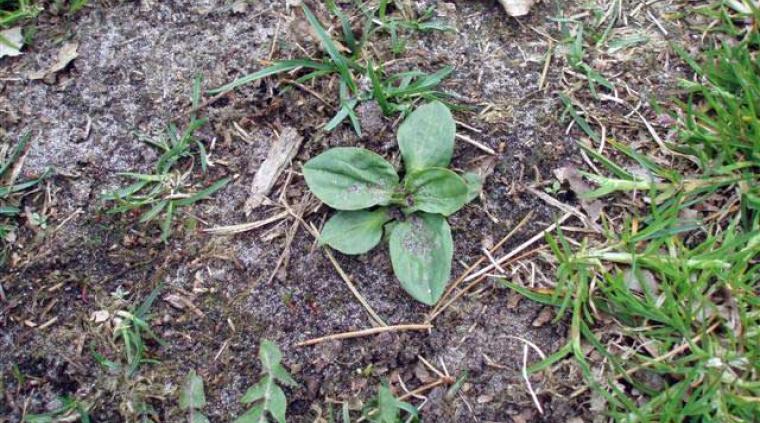 Ukrudtsplanter græs golf