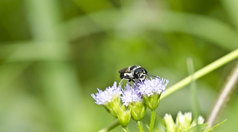 Bi miljøarbejde golfbaner
