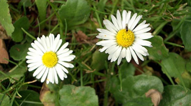 Banedrift Forskning Ukrudt Golf 