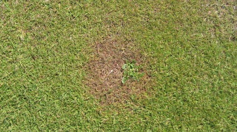 Banedrift Forskning Ukrudt Golf 